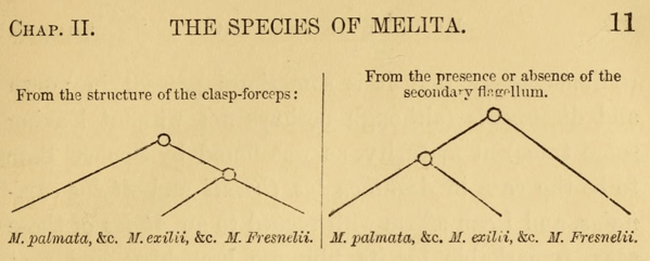 Species of Melita English